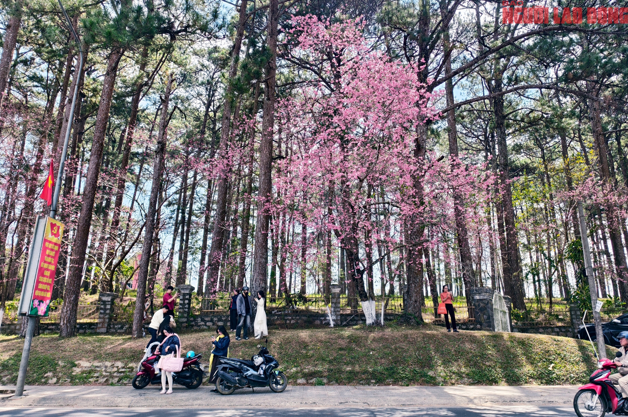 Du kh&aacute;ch đổ về những cung đường mai anh đ&agrave;o đẹp nhất Đ&agrave; Lạt- Ảnh 7.