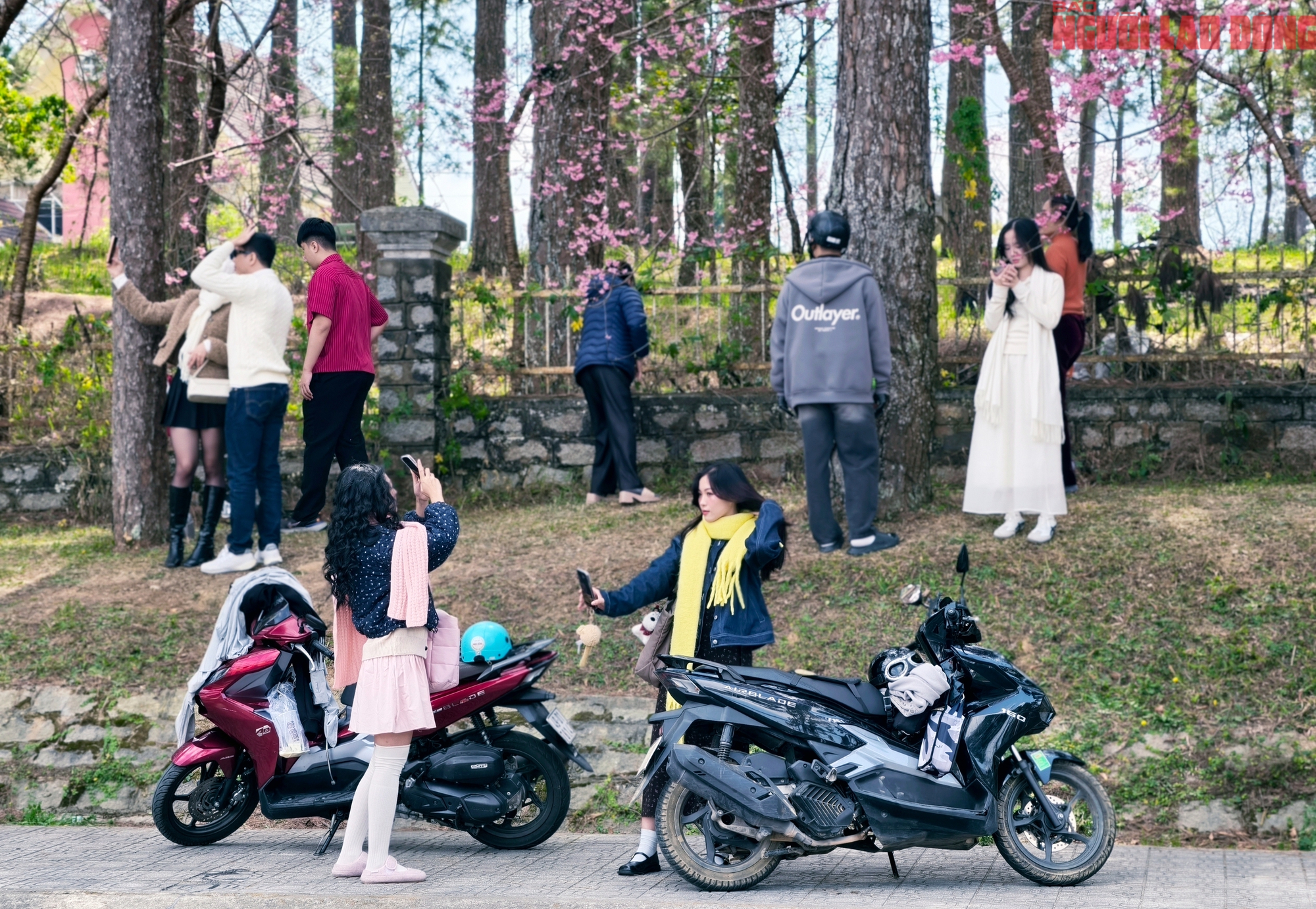 Du kh&aacute;ch đổ về những cung đường mai anh đ&agrave;o đẹp nhất Đ&agrave; Lạt- Ảnh 8.