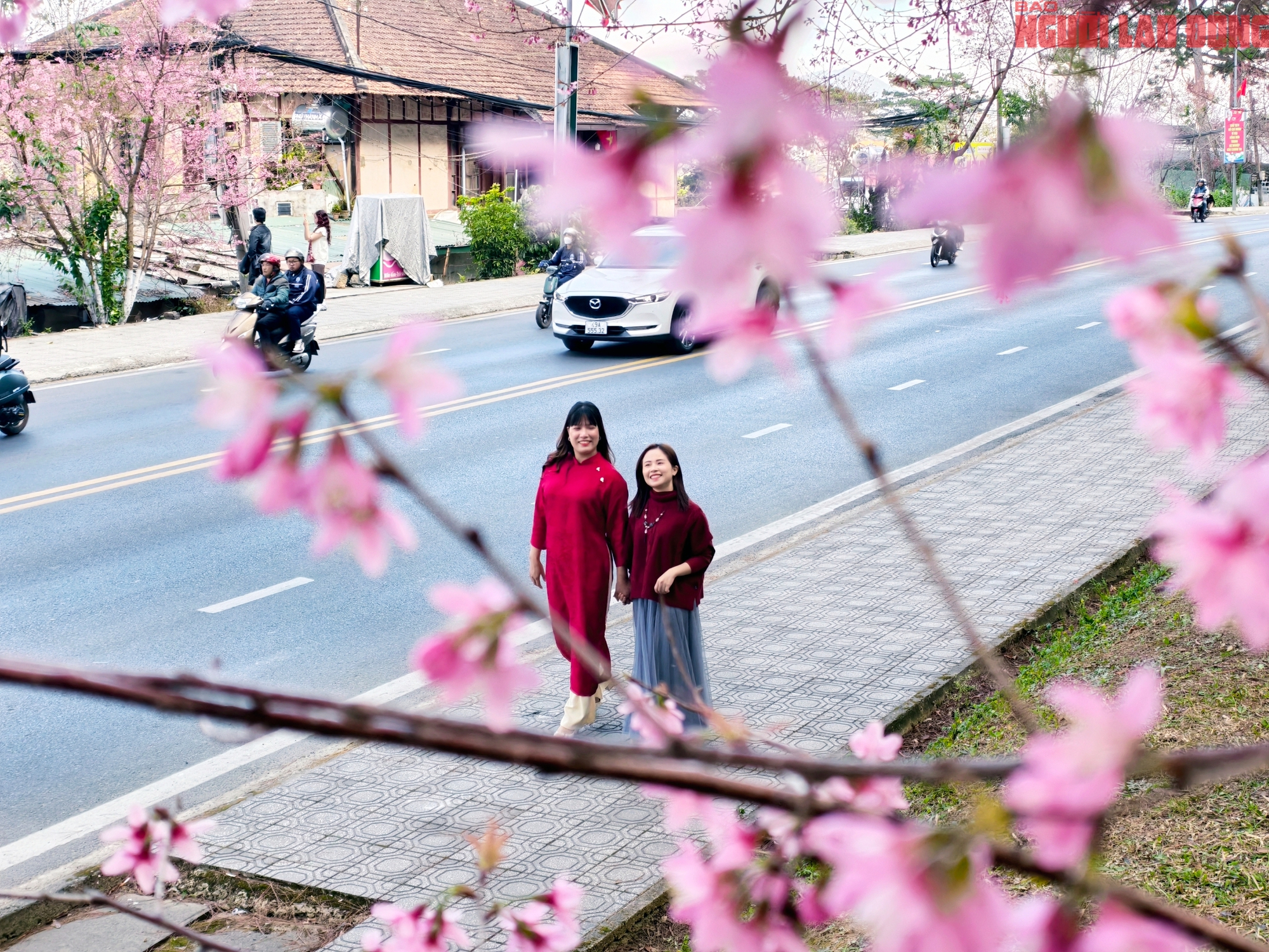 Du kh&aacute;ch đổ về những cung đường mai anh đ&agrave;o đẹp nhất Đ&agrave; Lạt- Ảnh 9.