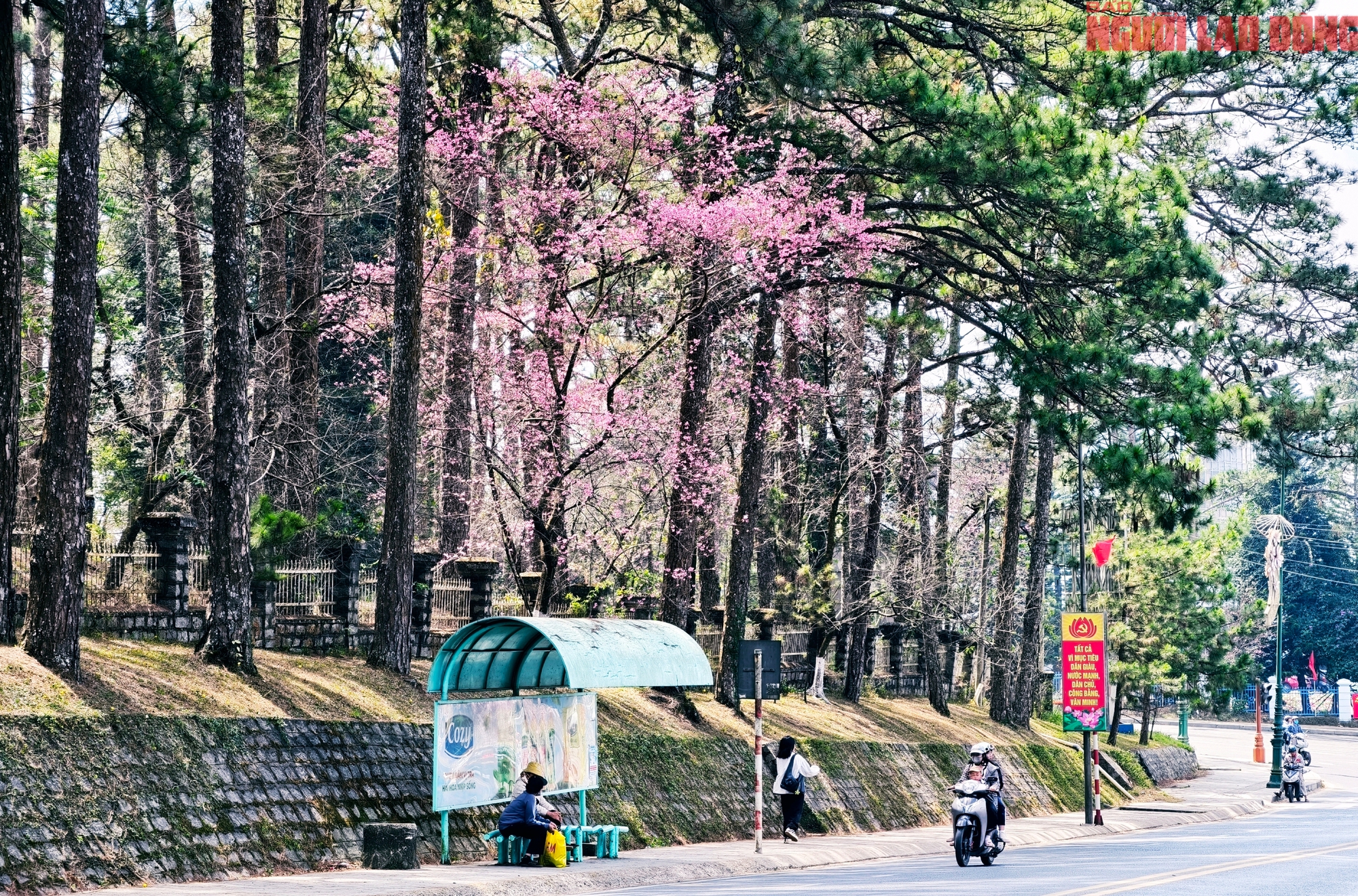 Du kh&aacute;ch đổ về những cung đường mai anh đ&agrave;o đẹp nhất Đ&agrave; Lạt- Ảnh 11.