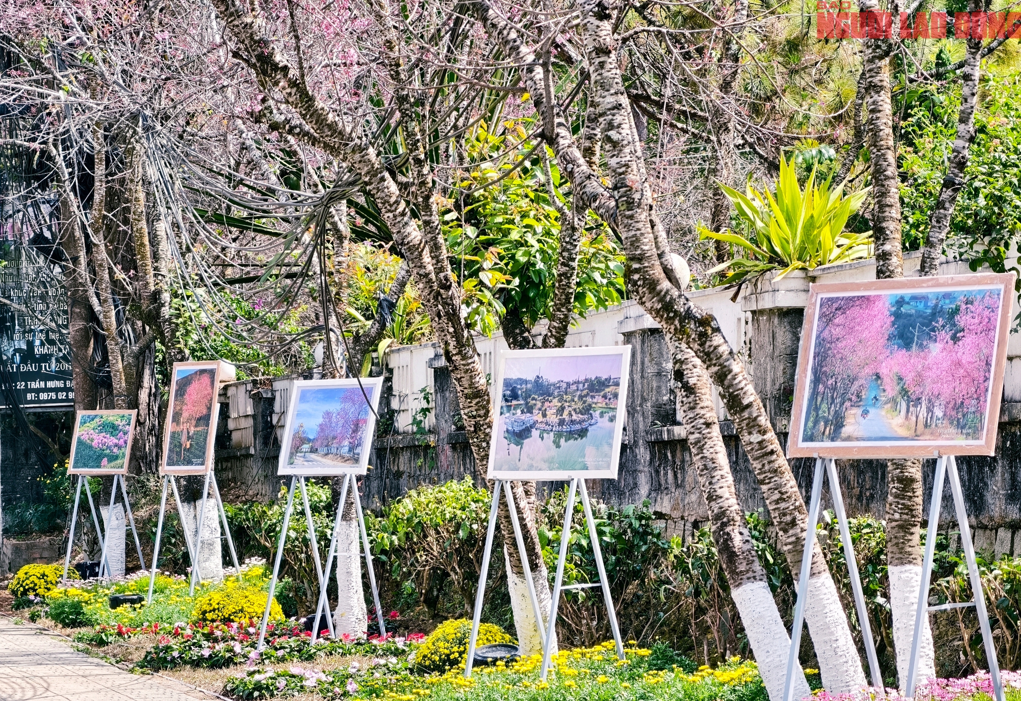 Du kh&aacute;ch đổ về những cung đường mai anh đ&agrave;o đẹp nhất Đ&agrave; Lạt- Ảnh 12.