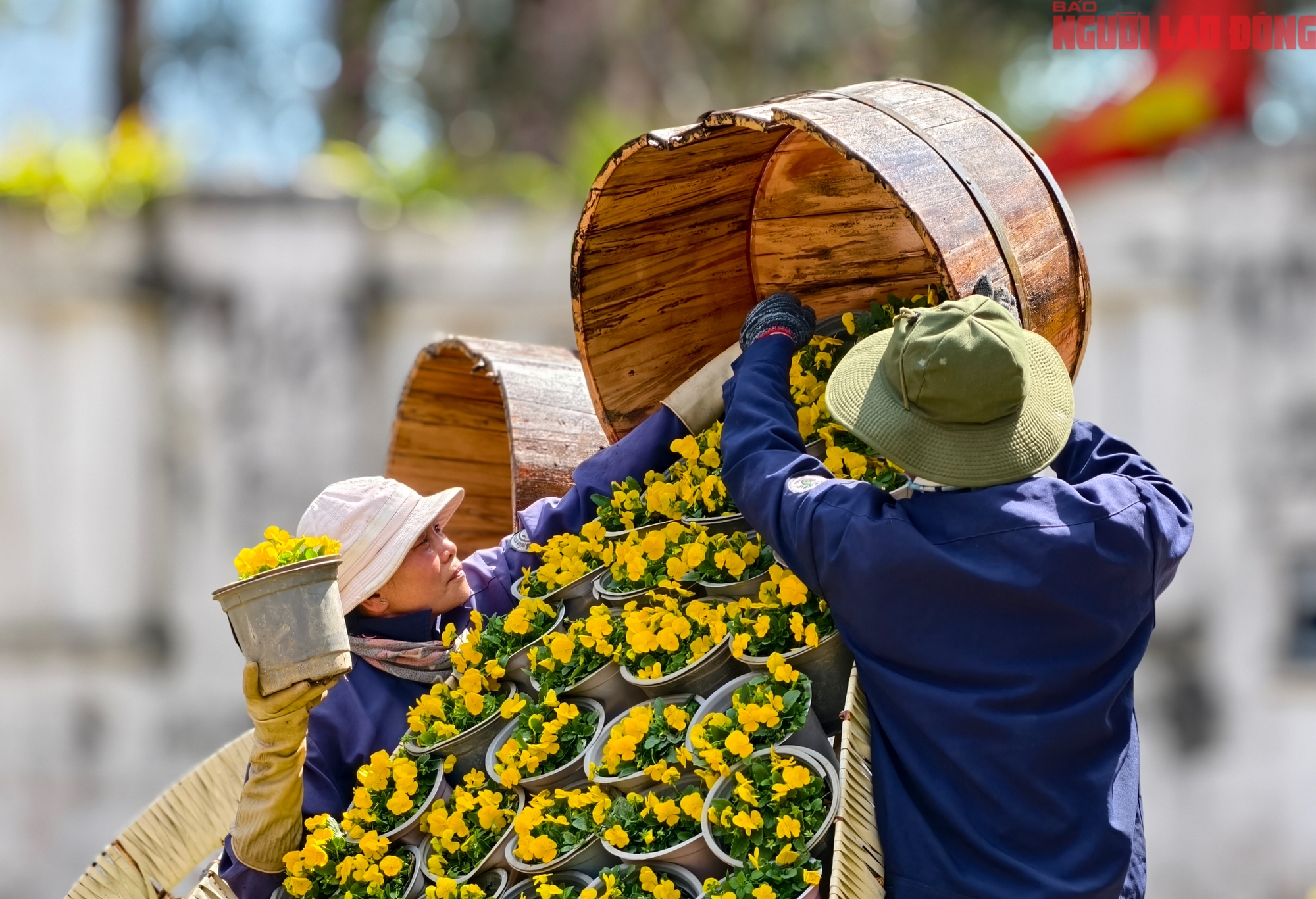Du kh&aacute;ch đổ về những cung đường mai anh đ&agrave;o đẹp nhất Đ&agrave; Lạt- Ảnh 14.