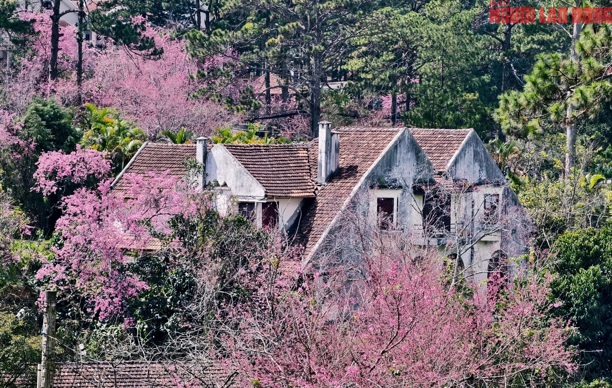 Du kh&aacute;ch đổ về những cung đường mai anh đ&agrave;o đẹp nhất Đ&agrave; Lạt- Ảnh 15.