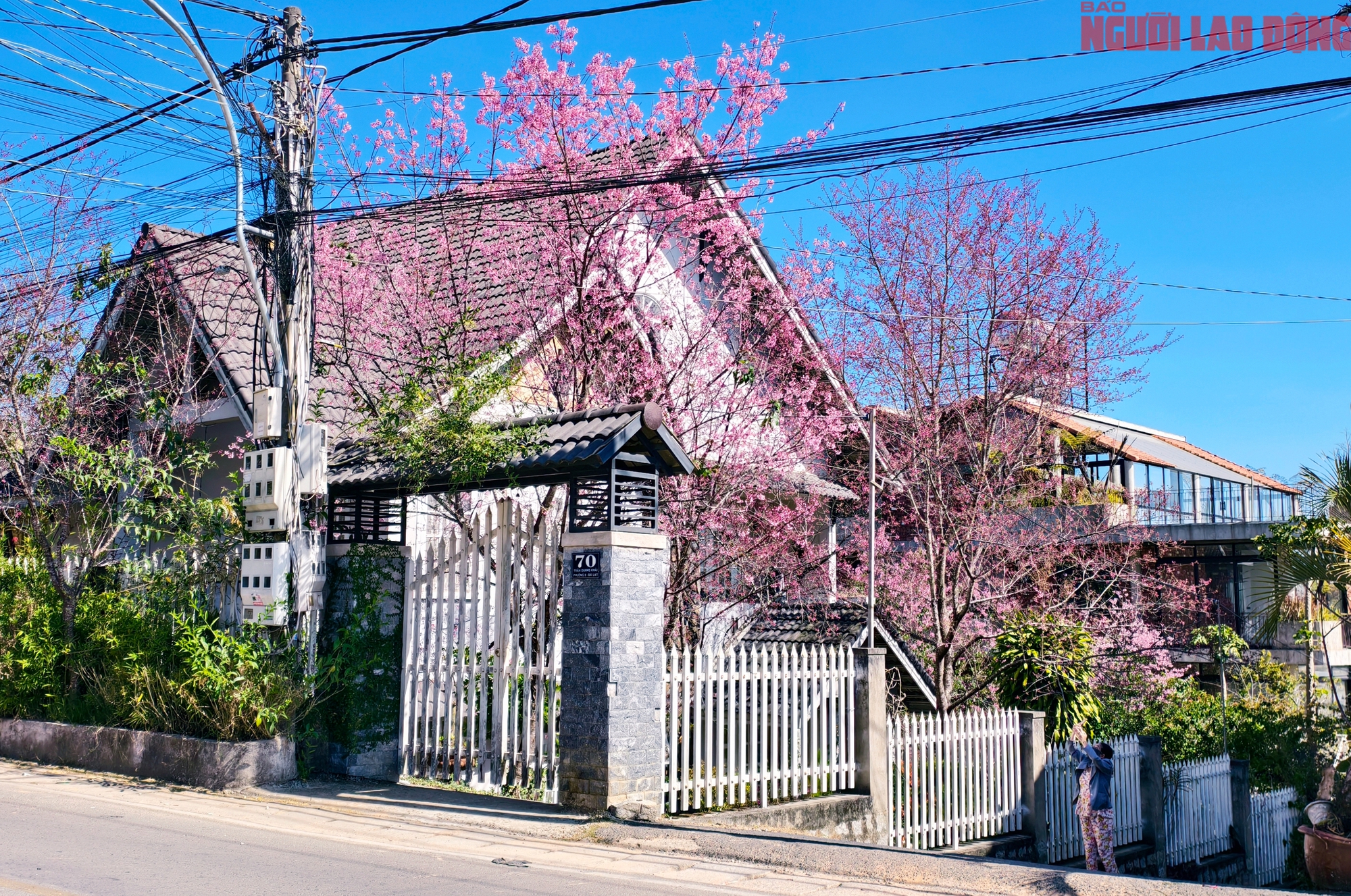 Du kh&aacute;ch đổ về những cung đường mai anh đ&agrave;o đẹp nhất Đ&agrave; Lạt- Ảnh 18.