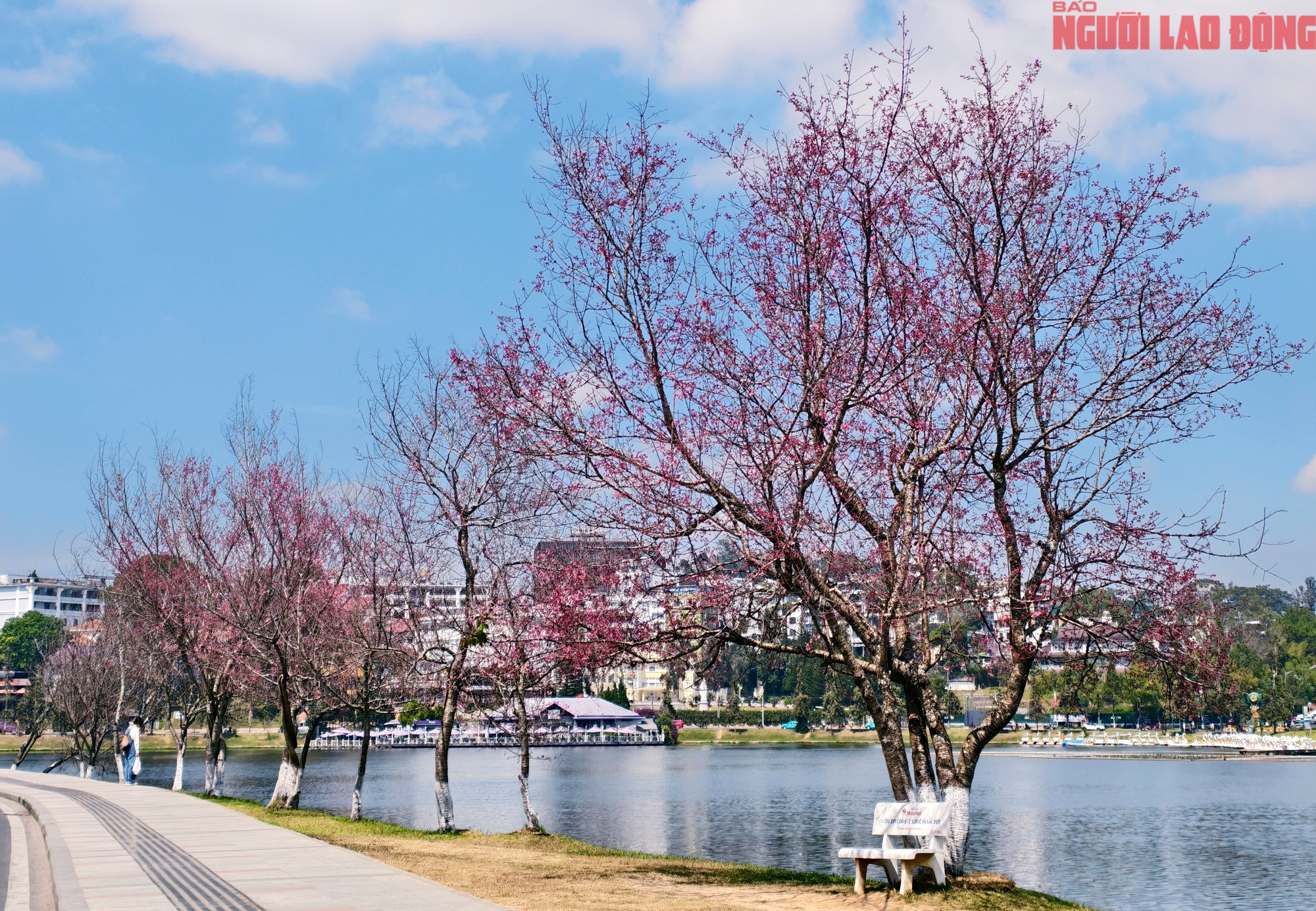 Du kh&aacute;ch đổ về những cung đường mai anh đ&agrave;o đẹp nhất Đ&agrave; Lạt- Ảnh 22.