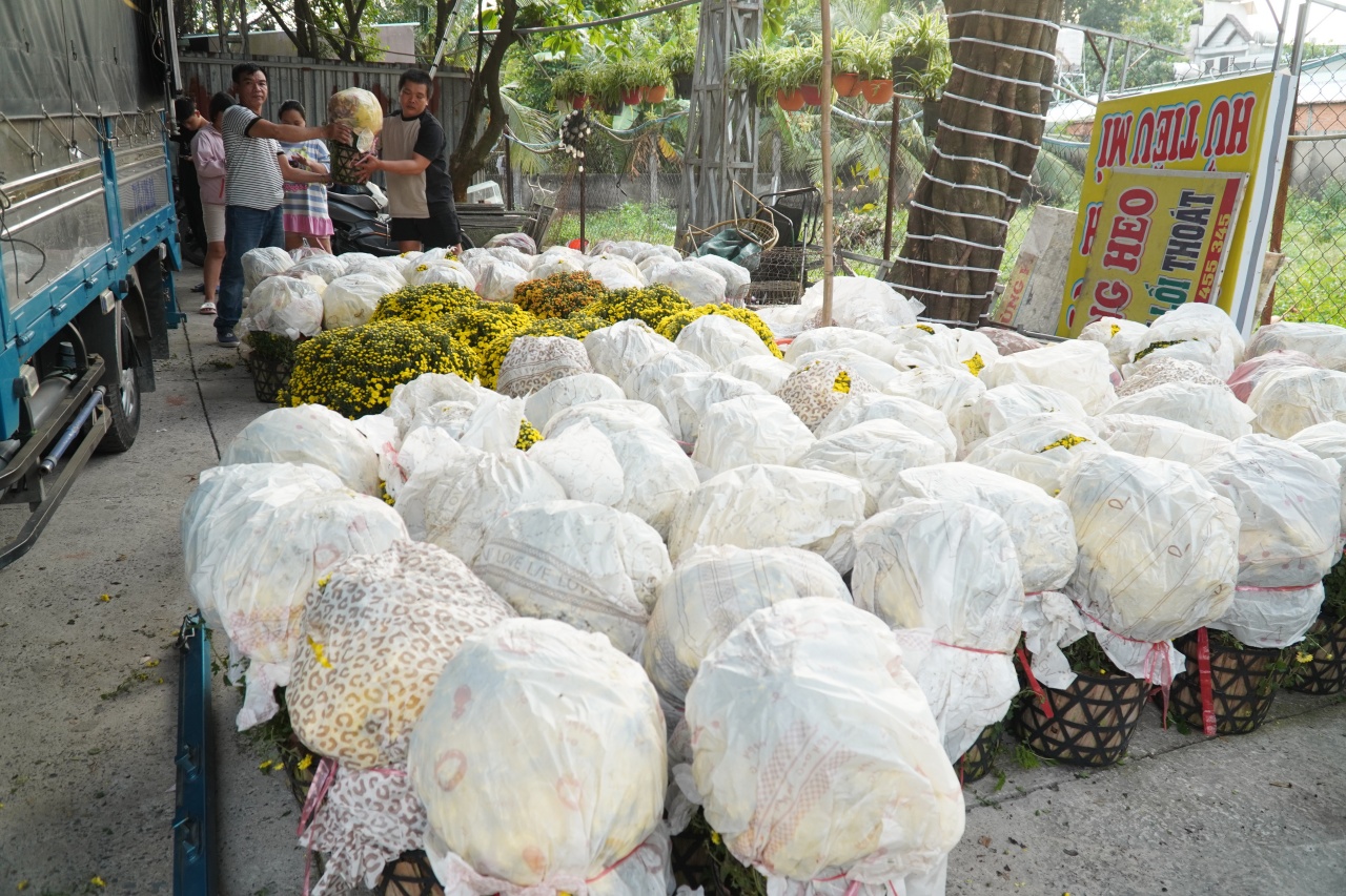 Ấm l&ograve;ng ng&agrave;y gi&aacute;p Tết: Người d&acirc;n TP.HCM chung tay giải cứu từng chậu c&uacute;c m&acirc;m x&ocirc;i, gi&uacute;p b&agrave; con n&ocirc;ng d&acirc;n miền T&acirc;y vơi bớt nỗi lo mất m&ugrave;a- Ảnh 5.