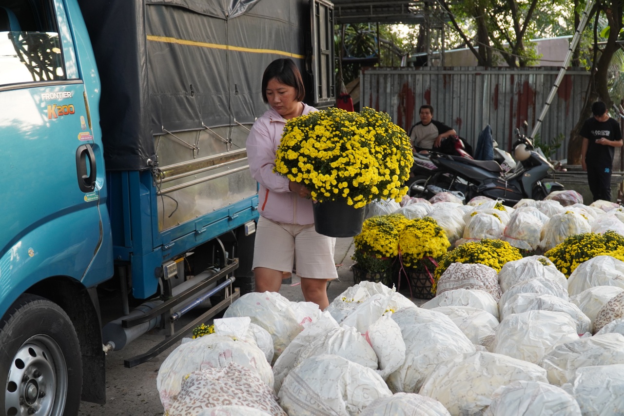 Ấm l&ograve;ng ng&agrave;y gi&aacute;p Tết: Người d&acirc;n TP.HCM chung tay giải cứu từng chậu c&uacute;c m&acirc;m x&ocirc;i, gi&uacute;p b&agrave; con n&ocirc;ng d&acirc;n miền T&acirc;y vơi bớt nỗi lo mất m&ugrave;a- Ảnh 6.