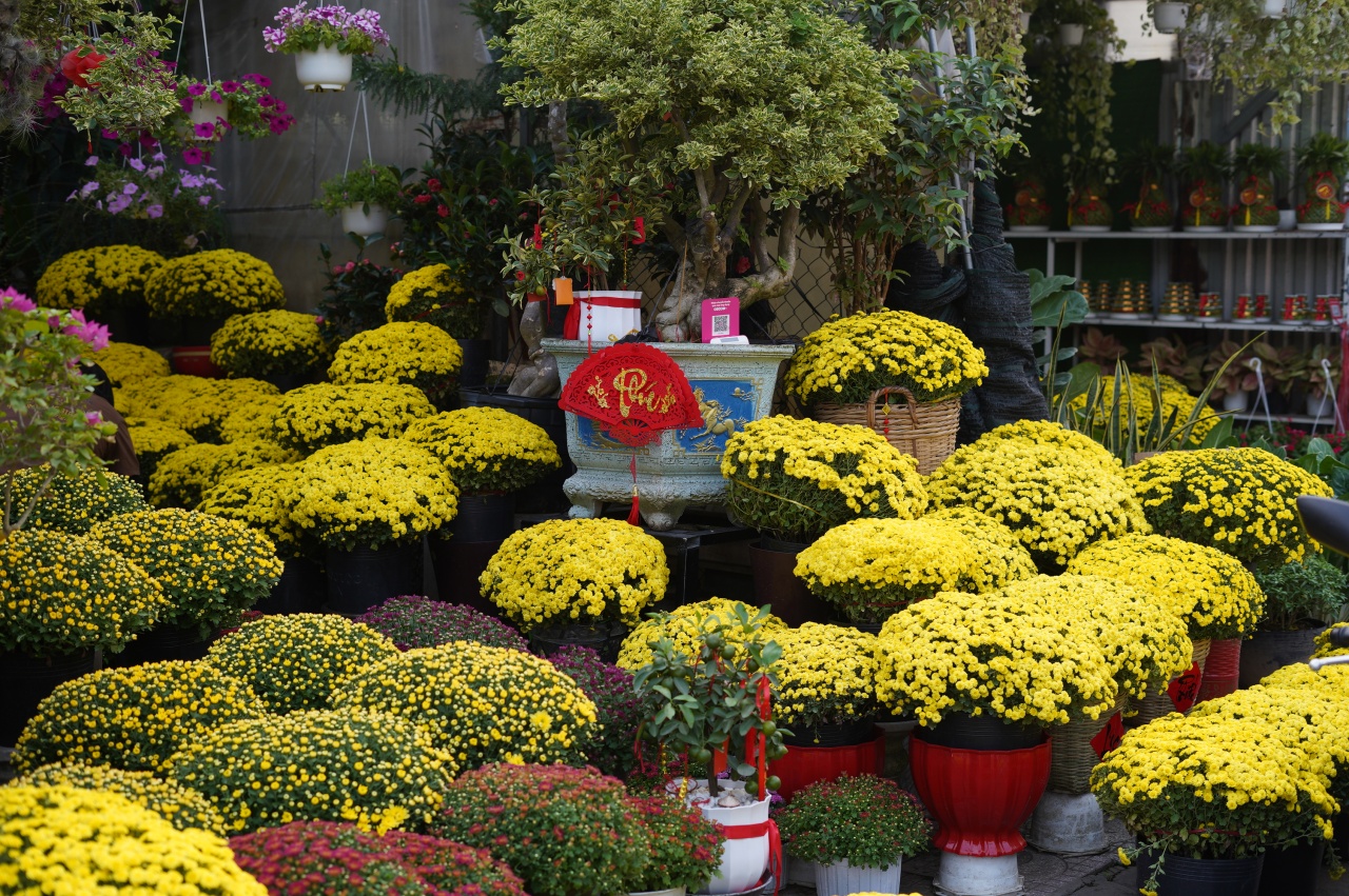 Ấm l&ograve;ng ng&agrave;y gi&aacute;p Tết: Người d&acirc;n TP.HCM chung tay giải cứu từng chậu c&uacute;c m&acirc;m x&ocirc;i, gi&uacute;p b&agrave; con n&ocirc;ng d&acirc;n miền T&acirc;y vơi bớt nỗi lo mất m&ugrave;a- Ảnh 10.