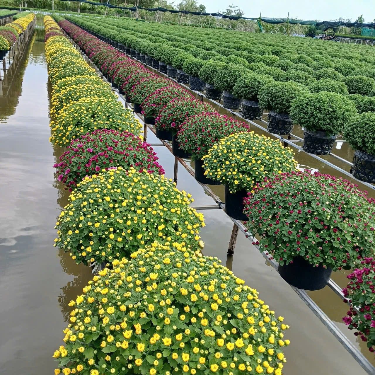 Ấm l&ograve;ng ng&agrave;y gi&aacute;p Tết: Người d&acirc;n TP.HCM chung tay giải cứu từng chậu c&uacute;c m&acirc;m x&ocirc;i, gi&uacute;p b&agrave; con n&ocirc;ng d&acirc;n miền T&acirc;y vơi bớt nỗi lo mất m&ugrave;a- Ảnh 16.