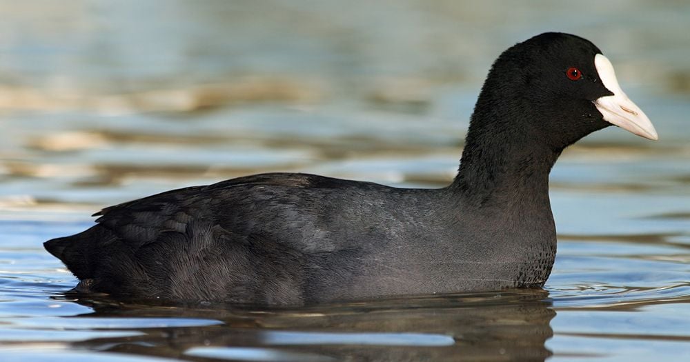 Mang trứng của loài mệnh danh "sản vật tiến Vua" về ấp thử, anh nông dân Bắc Ninh thu lãi tiền tỷ mỗi năm- Ảnh 1. Mang trứng của loài mệnh danh "sản vật tiến Vua" về ấp thử, anh nông dân Bắc Ninh thu lãi tiền tỷ mỗi năm- Ảnh 1.