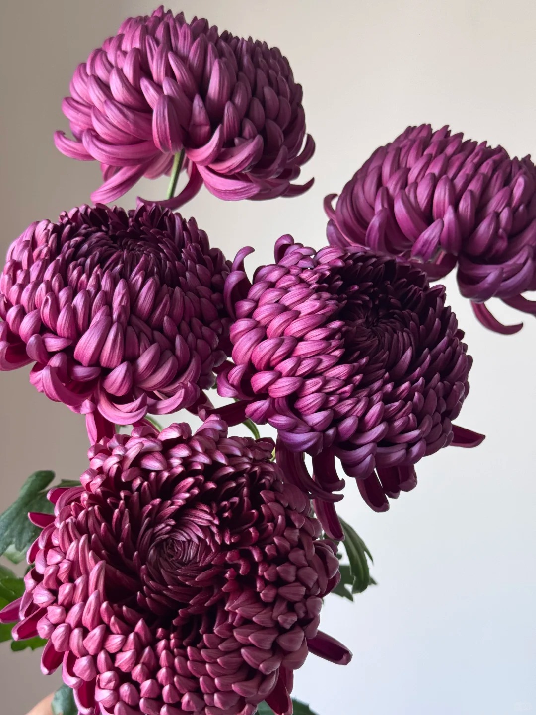 Kh&ocirc;ng phải mẫu đơn, cũng chẳng phải c&uacute;c thường: Lo&agrave;i hoa lạ đang khiến chị em l&ugrave;ng sục để "đổi gi&oacute;" b&agrave;n tr&agrave; ng&agrave;y Tết- Ảnh 21.