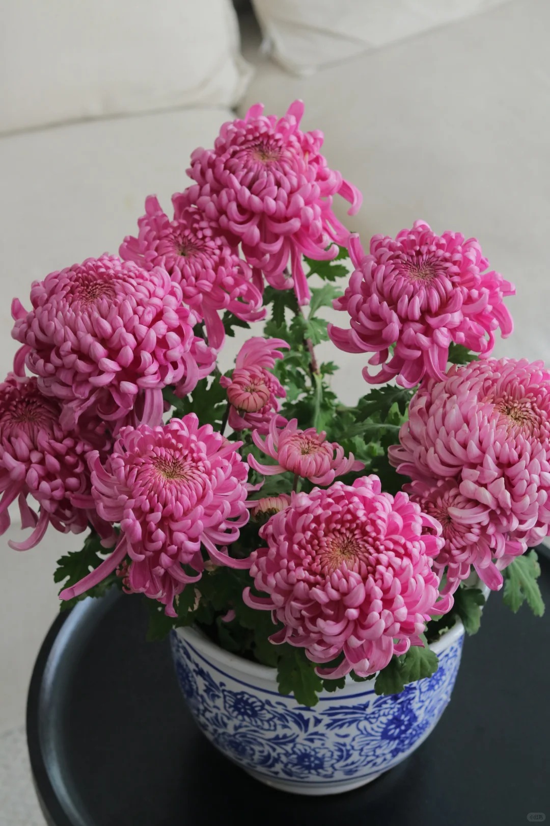 Kh&ocirc;ng phải mẫu đơn, cũng chẳng phải c&uacute;c thường: Lo&agrave;i hoa lạ đang khiến chị em l&ugrave;ng sục để "đổi gi&oacute;" b&agrave;n tr&agrave; ng&agrave;y Tết- Ảnh 22.