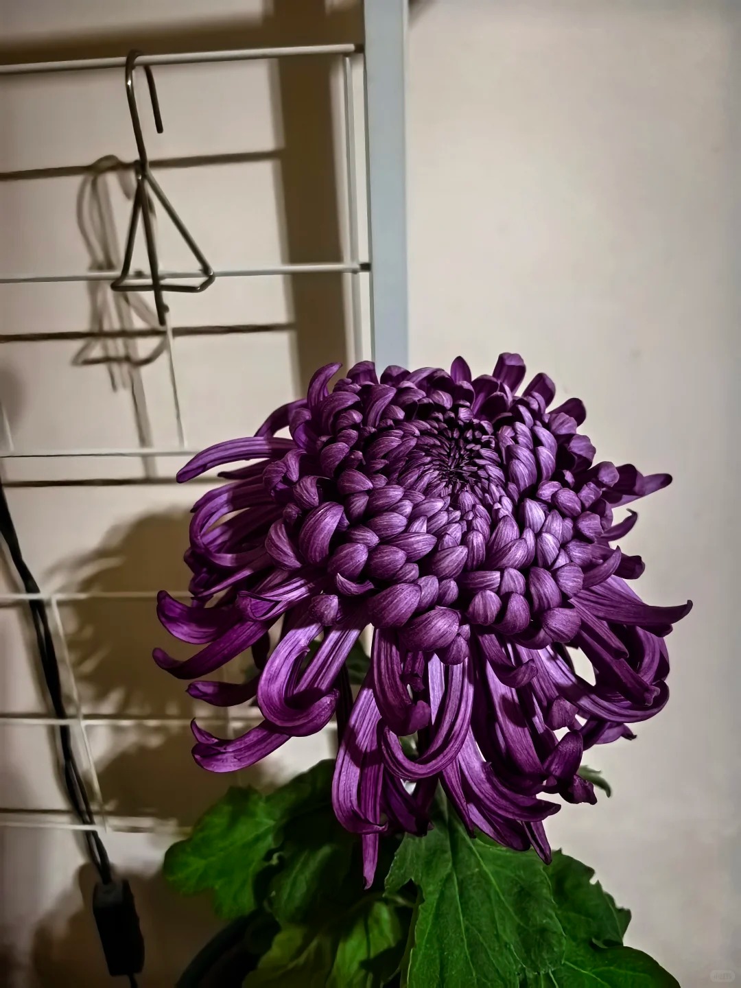 Kh&ocirc;ng phải mẫu đơn, cũng chẳng phải c&uacute;c thường: Lo&agrave;i hoa lạ đang khiến chị em l&ugrave;ng sục để "đổi gi&oacute;" b&agrave;n tr&agrave; ng&agrave;y Tết- Ảnh 24.