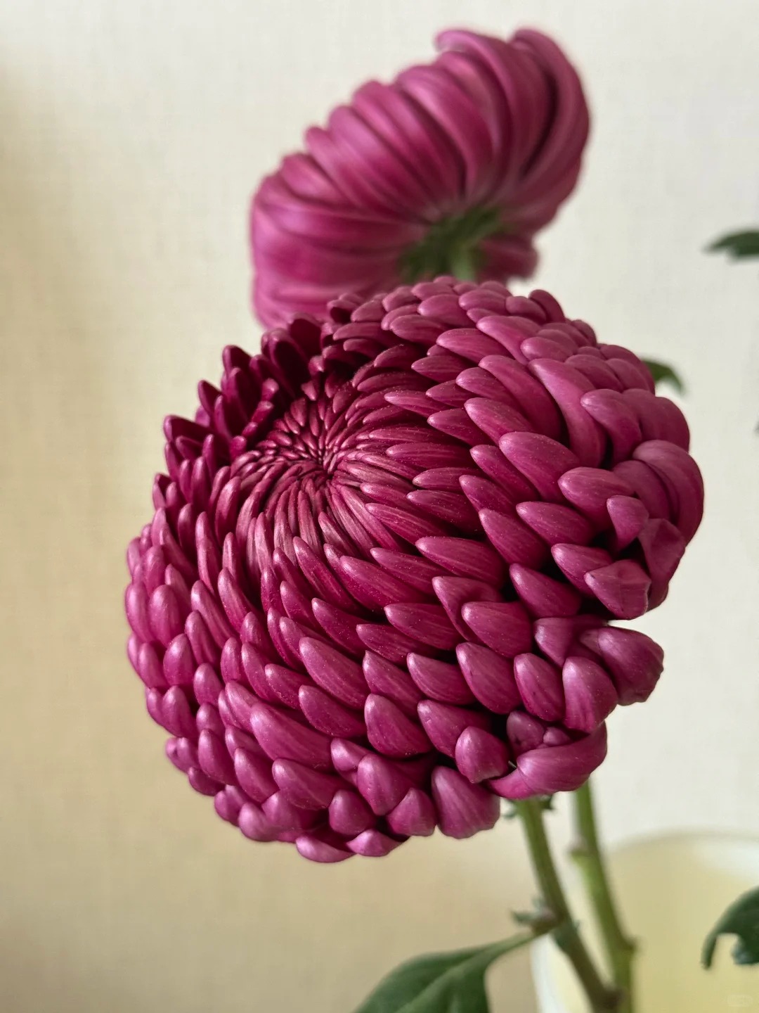 Kh&ocirc;ng phải mẫu đơn, cũng chẳng phải c&uacute;c thường: Lo&agrave;i hoa lạ đang khiến chị em l&ugrave;ng sục để "đổi gi&oacute;" b&agrave;n tr&agrave; ng&agrave;y Tết- Ảnh 2.