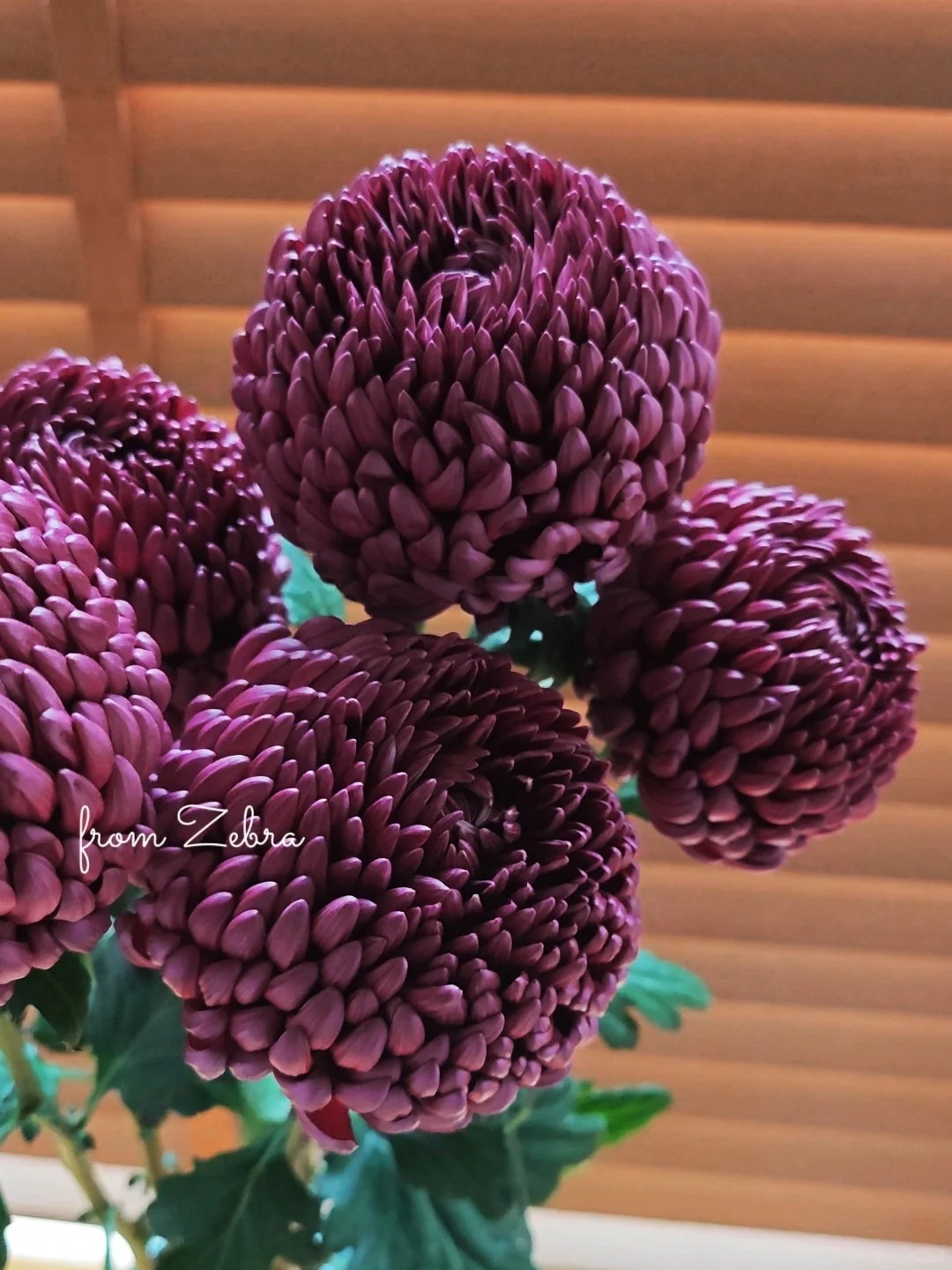 Kh&ocirc;ng phải mẫu đơn, cũng chẳng phải c&uacute;c thường: Lo&agrave;i hoa lạ đang khiến chị em l&ugrave;ng sục để "đổi gi&oacute;" b&agrave;n tr&agrave; ng&agrave;y Tết- Ảnh 4.