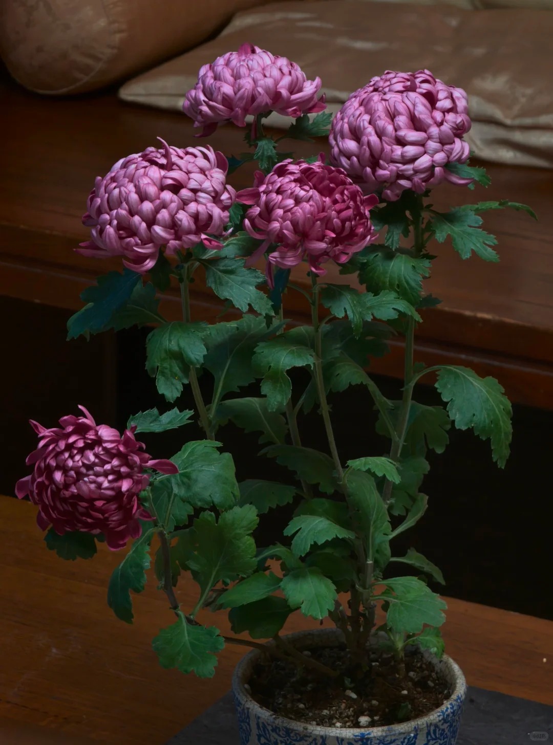 Kh&ocirc;ng phải mẫu đơn, cũng chẳng phải c&uacute;c thường: Lo&agrave;i hoa lạ đang khiến chị em l&ugrave;ng sục để "đổi gi&oacute;" b&agrave;n tr&agrave; ng&agrave;y Tết- Ảnh 23.