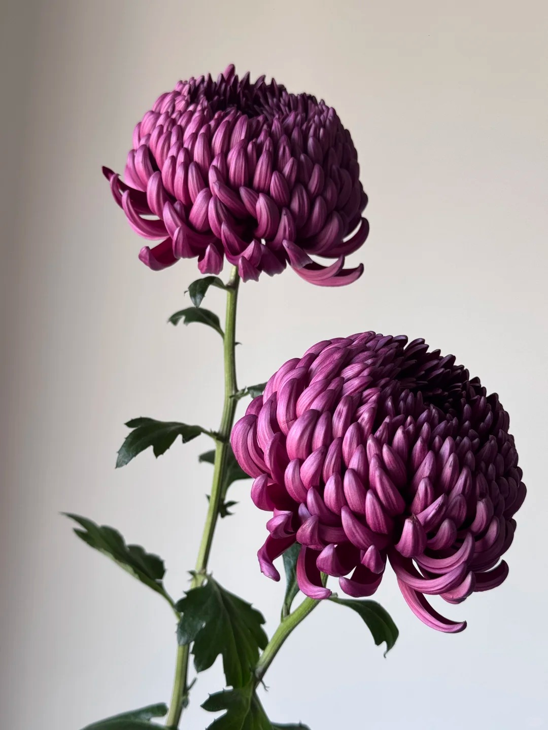 Kh&ocirc;ng phải mẫu đơn, cũng chẳng phải c&uacute;c thường: Lo&agrave;i hoa lạ đang khiến chị em l&ugrave;ng sục để "đổi gi&oacute;" b&agrave;n tr&agrave; ng&agrave;y Tết- Ảnh 20.