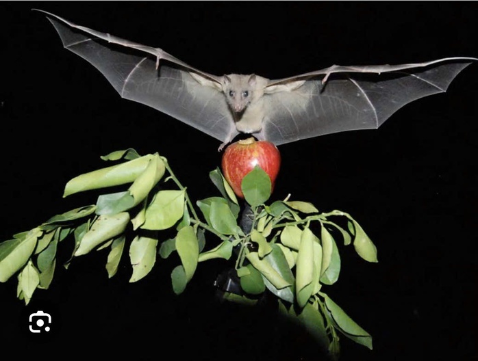 Virus Nipah c&oacute; thật sự đ&aacute;ng sợ?- Ảnh 2.