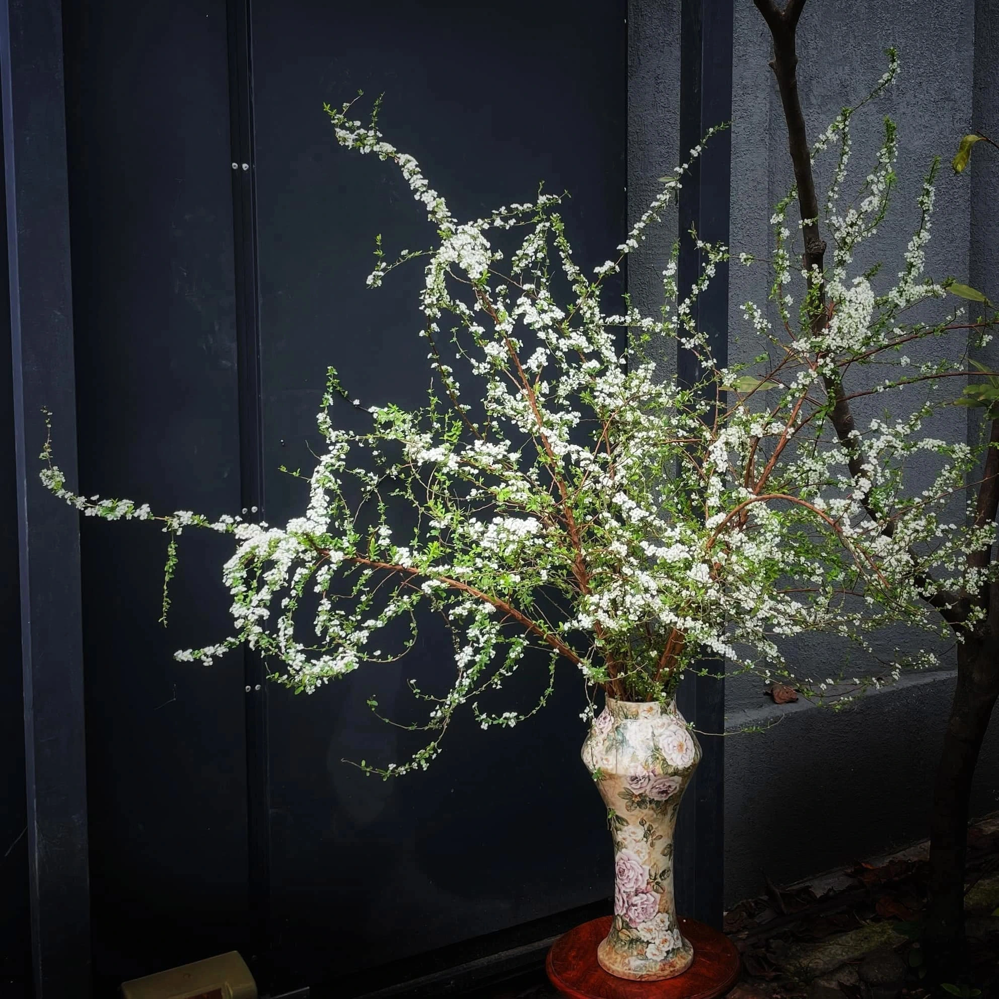 5 loại hoa chơi Tết &ldquo;kh&ocirc;ng c&oacute; đỉnh nhất chỉ c&oacute; đỉnh hơn&rdquo;: Chưng xong chỉ ngẩn ngơ ngắm, đẹp đến nỗi cạn từ khen- Ảnh 5.