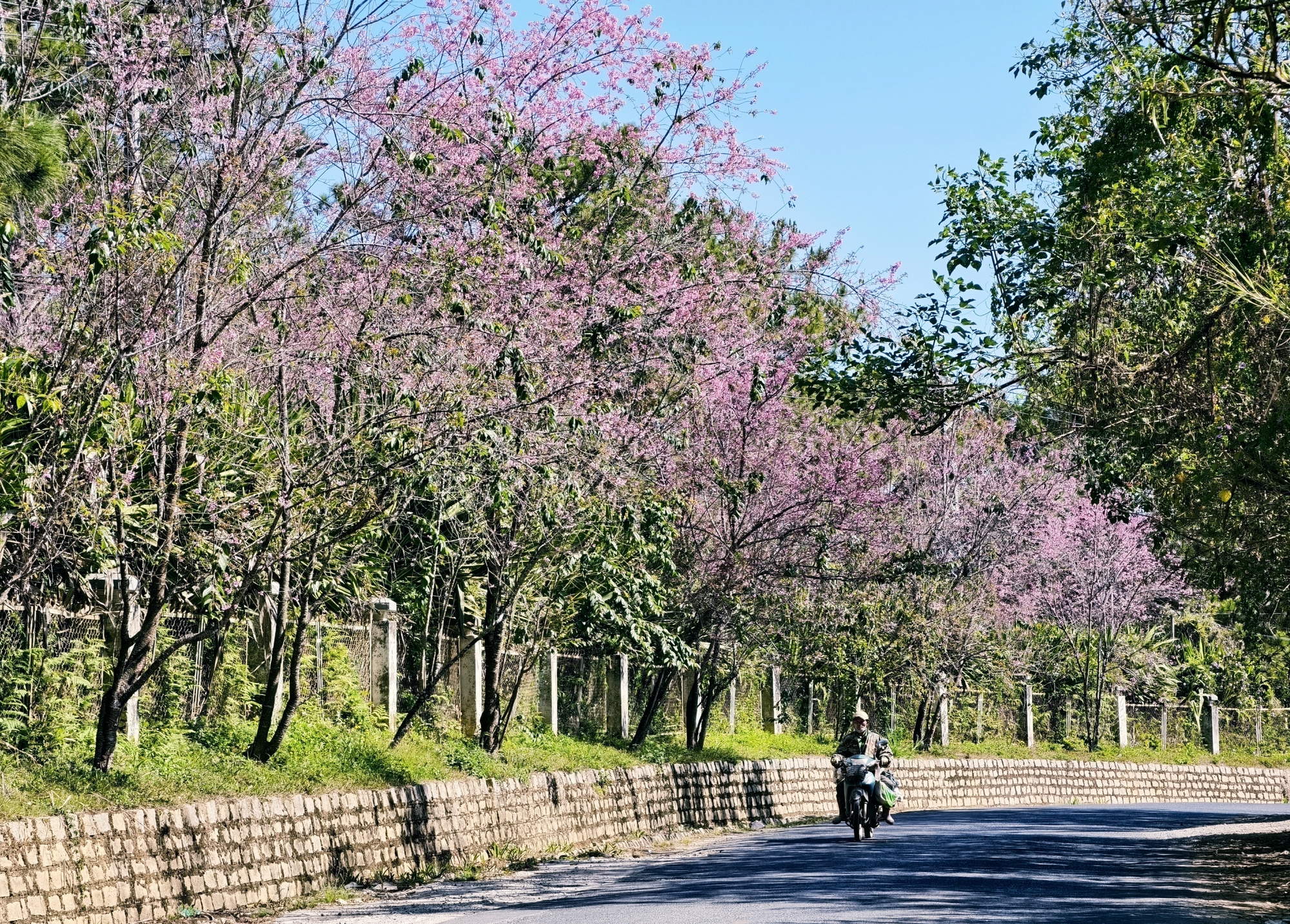 Du kh&aacute;ch đổ về những cung đường mai anh đ&agrave;o đẹp nhất Đ&agrave; Lạt- Ảnh 21.