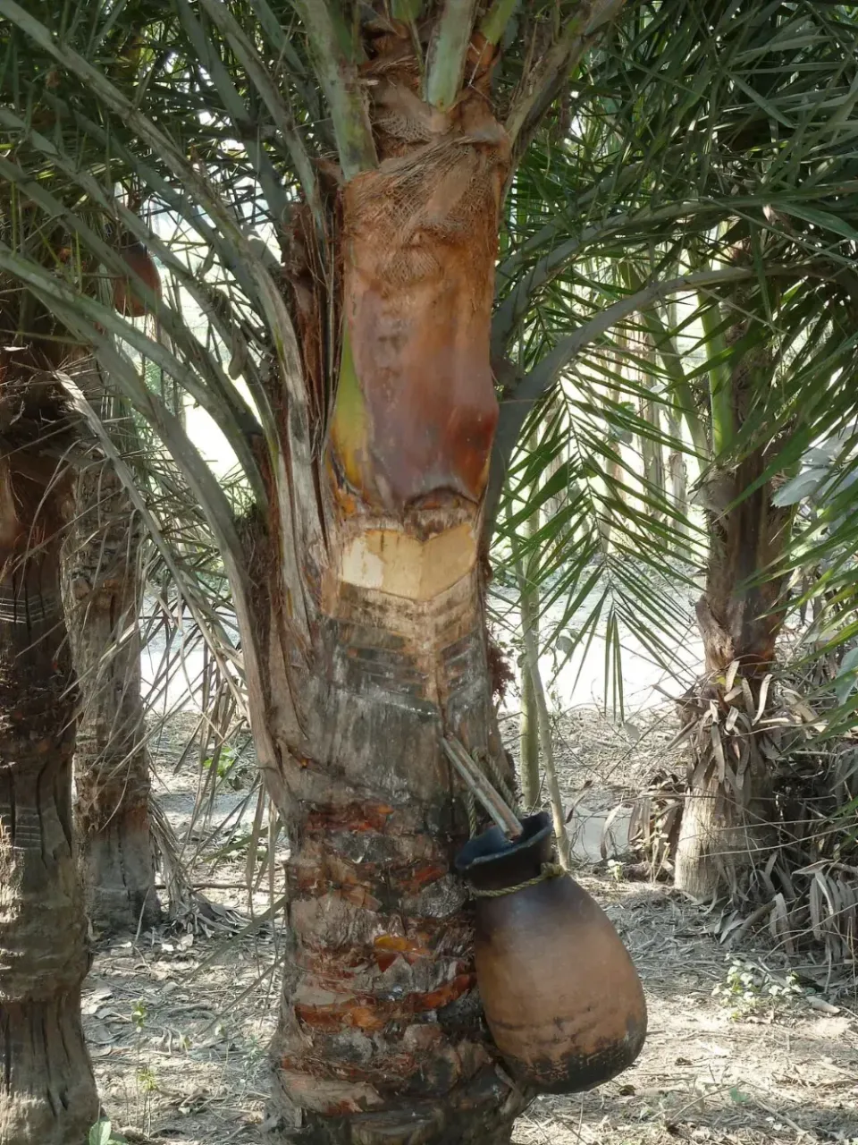 M&oacute;n nước dễ chứa nguồn l&acirc;y virus Nipah: Chuy&ecirc;n gia cảnh b&aacute;o ngon, th&egrave;m mấy cũng phải tr&aacute;nh- Ảnh 4.