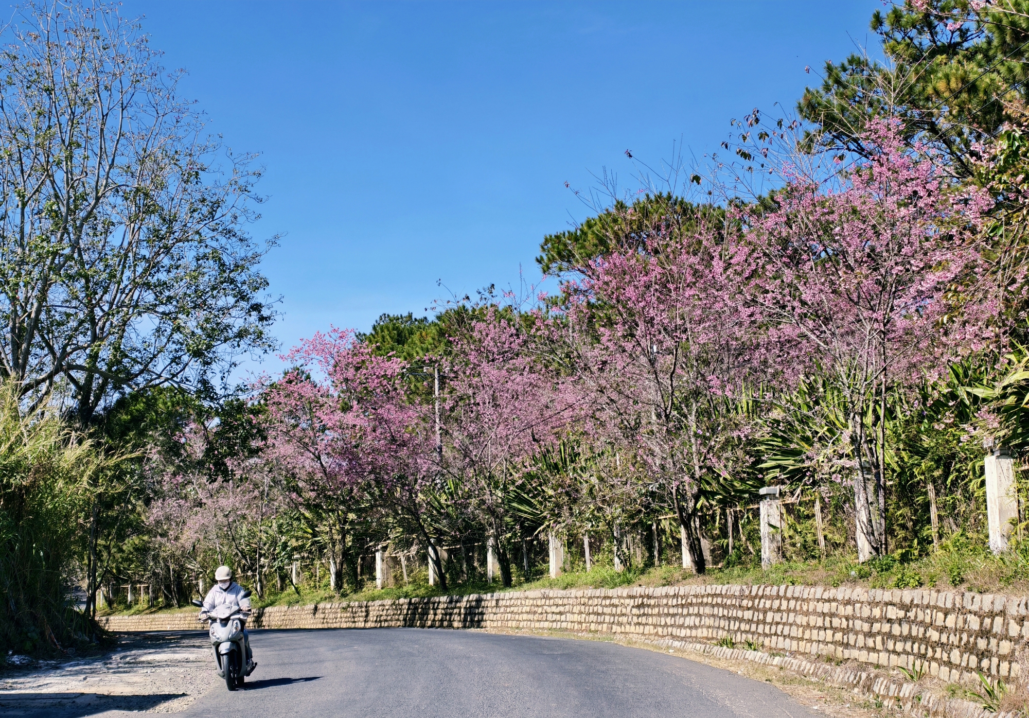Du kh&aacute;ch đổ về những cung đường mai anh đ&agrave;o đẹp nhất Đ&agrave; Lạt- Ảnh 20.