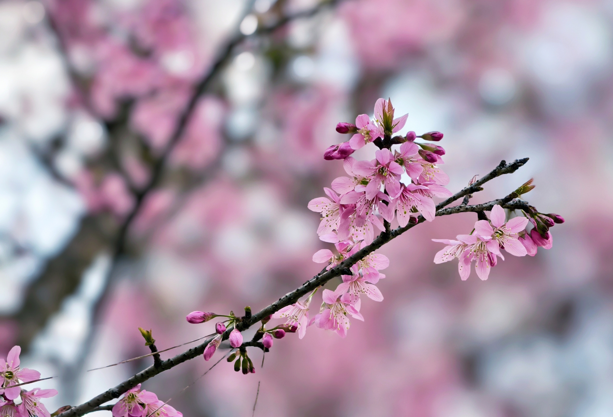 Du kh&aacute;ch đổ về những cung đường mai anh đ&agrave;o đẹp nhất Đ&agrave; Lạt- Ảnh 6.