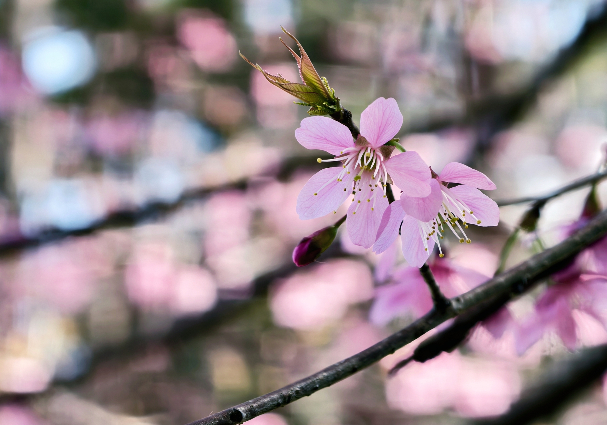 Du kh&aacute;ch đổ về những cung đường mai anh đ&agrave;o đẹp nhất Đ&agrave; Lạt- Ảnh 5.