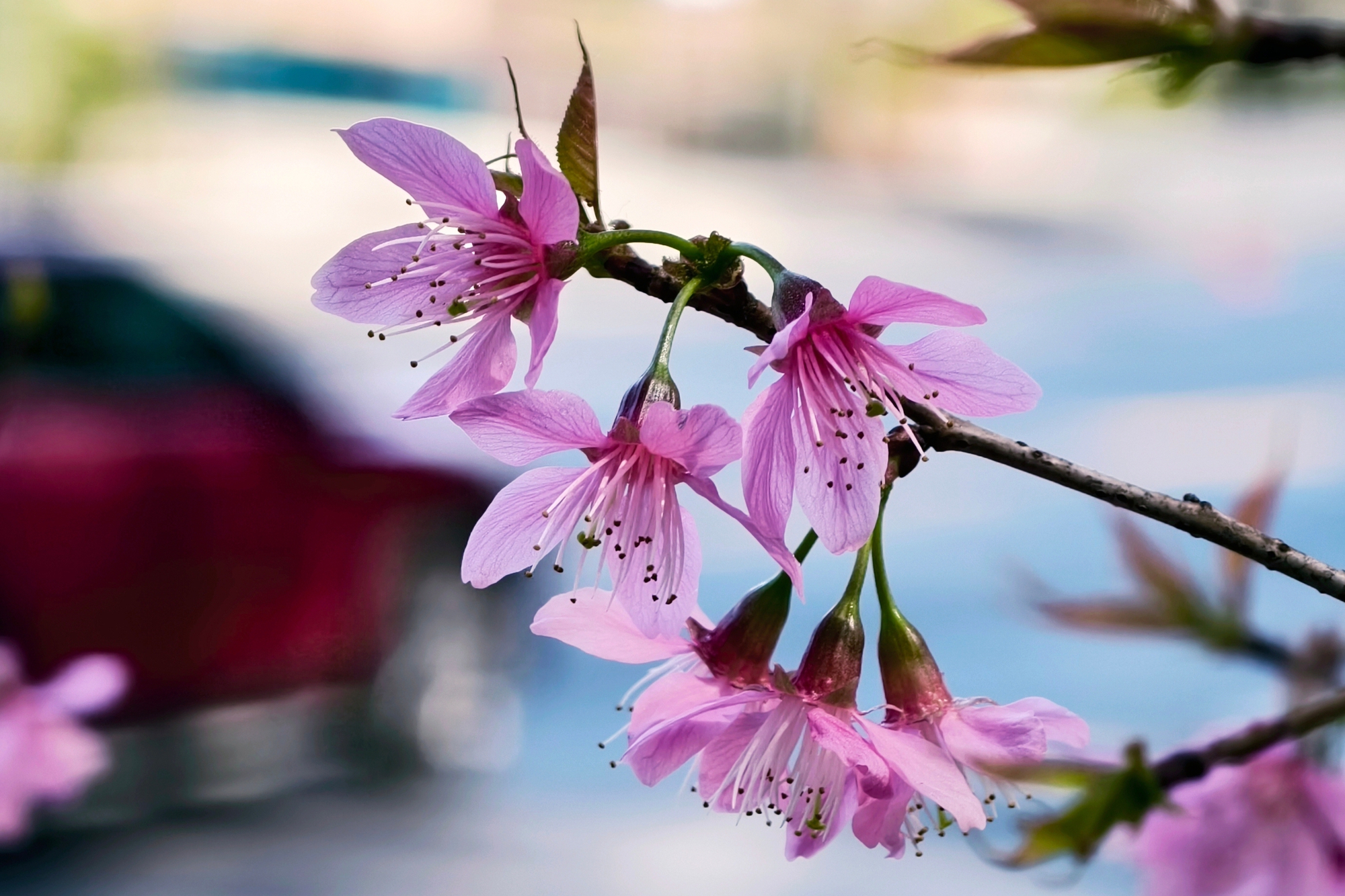 Du kh&aacute;ch đổ về những cung đường mai anh đ&agrave;o đẹp nhất Đ&agrave; Lạt- Ảnh 4.