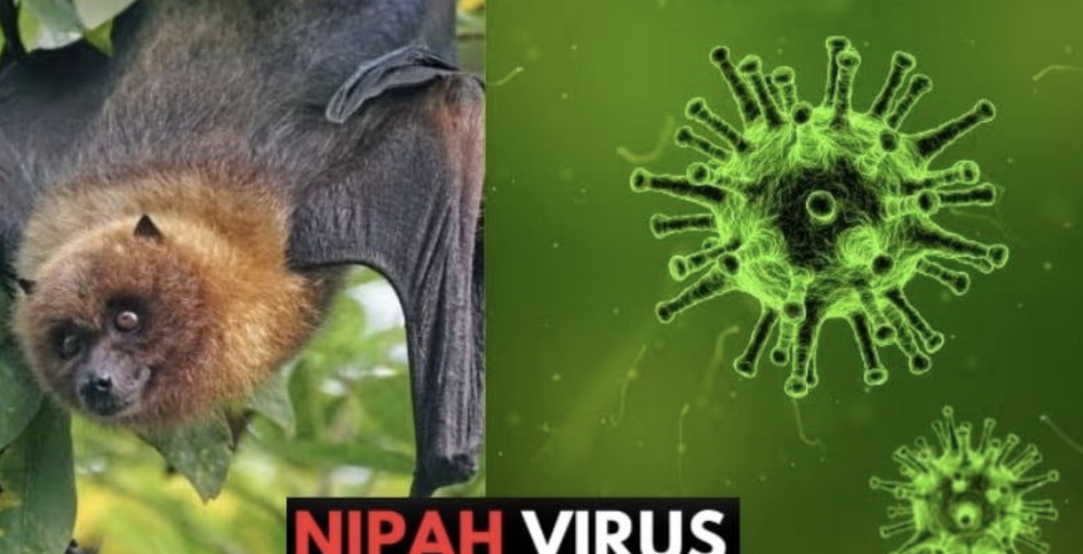 Nóng: Cục Quản lý Khám chữa bệnh (Bộ Y tế) ra thông báo khẩn về virus Nipah- Ảnh 1. Nóng: Cục Quản lý Khám chữa bệnh (Bộ Y tế) ra thông báo khẩn về virus Nipah- Ảnh 1.