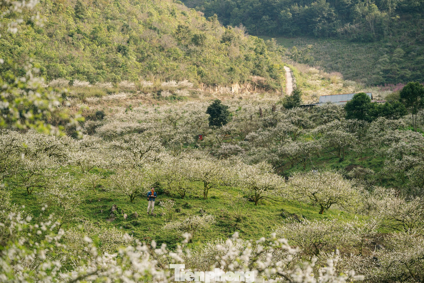 Đắm ch&igrave;m trong sắc trắng mi&ecirc;n man ở cao nguy&ecirc;n Mộc Ch&acirc;u- Ảnh 10.