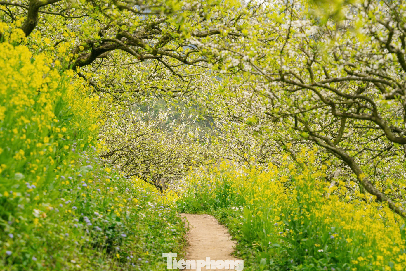 Đắm ch&igrave;m trong sắc trắng mi&ecirc;n man ở cao nguy&ecirc;n Mộc Ch&acirc;u- Ảnh 6.