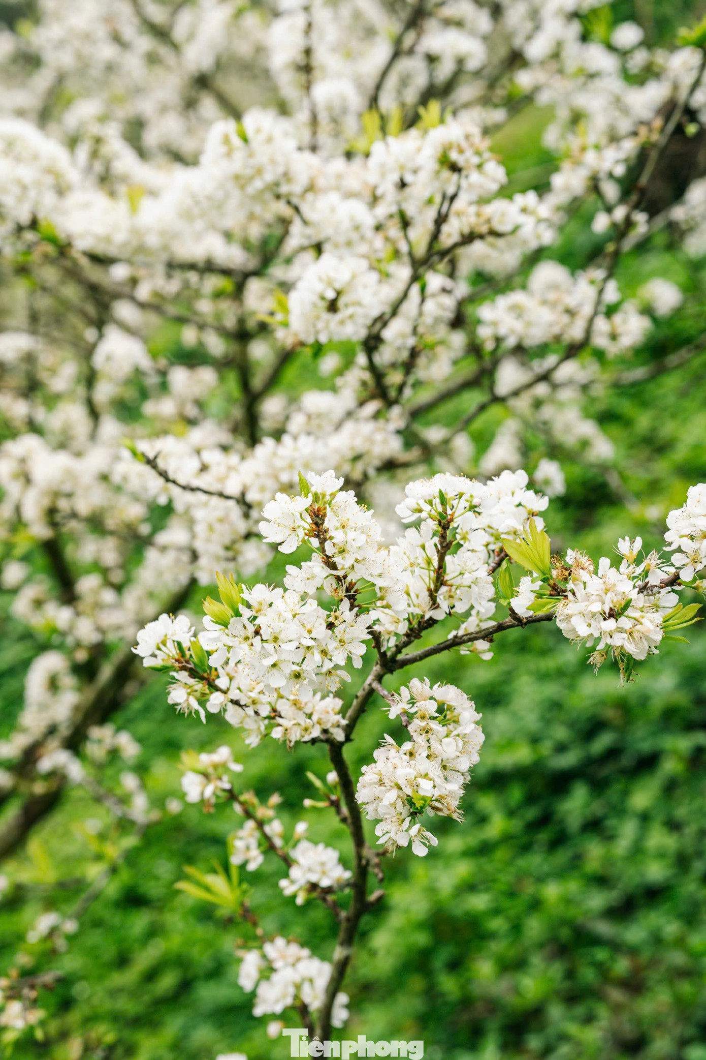 Đắm ch&igrave;m trong sắc trắng mi&ecirc;n man ở cao nguy&ecirc;n Mộc Ch&acirc;u- Ảnh 4.