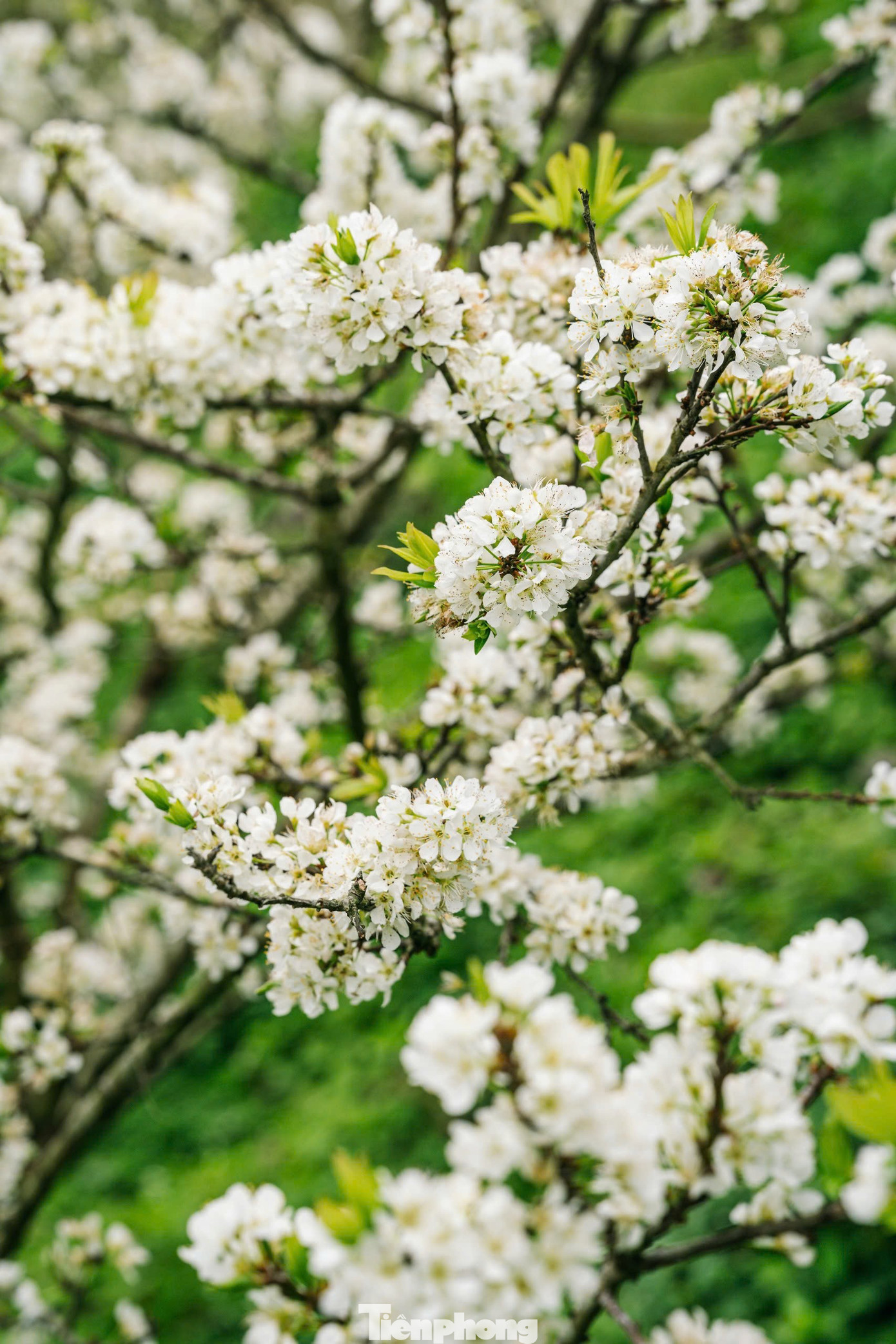 Đắm ch&igrave;m trong sắc trắng mi&ecirc;n man ở cao nguy&ecirc;n Mộc Ch&acirc;u- Ảnh 5.