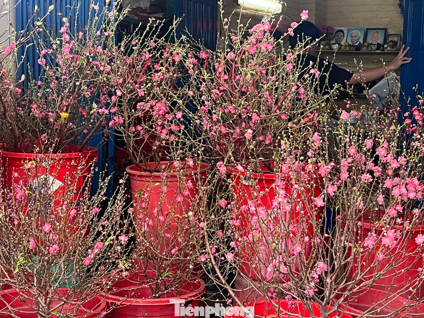 Đ&agrave;o mini đổ bộ S&agrave;i th&agrave;nh, gi&aacute; rẻ đến bất ngờ- Ảnh 2.