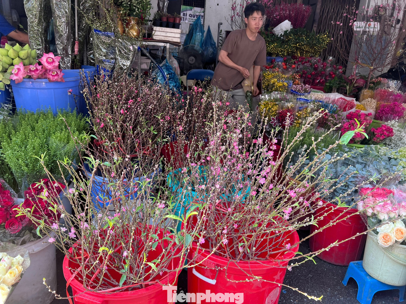 Đ&agrave;o mini đổ bộ S&agrave;i th&agrave;nh, gi&aacute; rẻ đến bất ngờ- Ảnh 1.