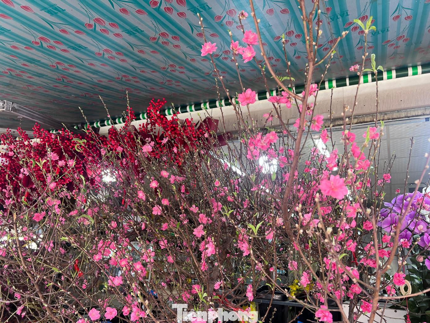 Đ&agrave;o mini đổ bộ S&agrave;i th&agrave;nh, gi&aacute; rẻ đến bất ngờ- Ảnh 12.