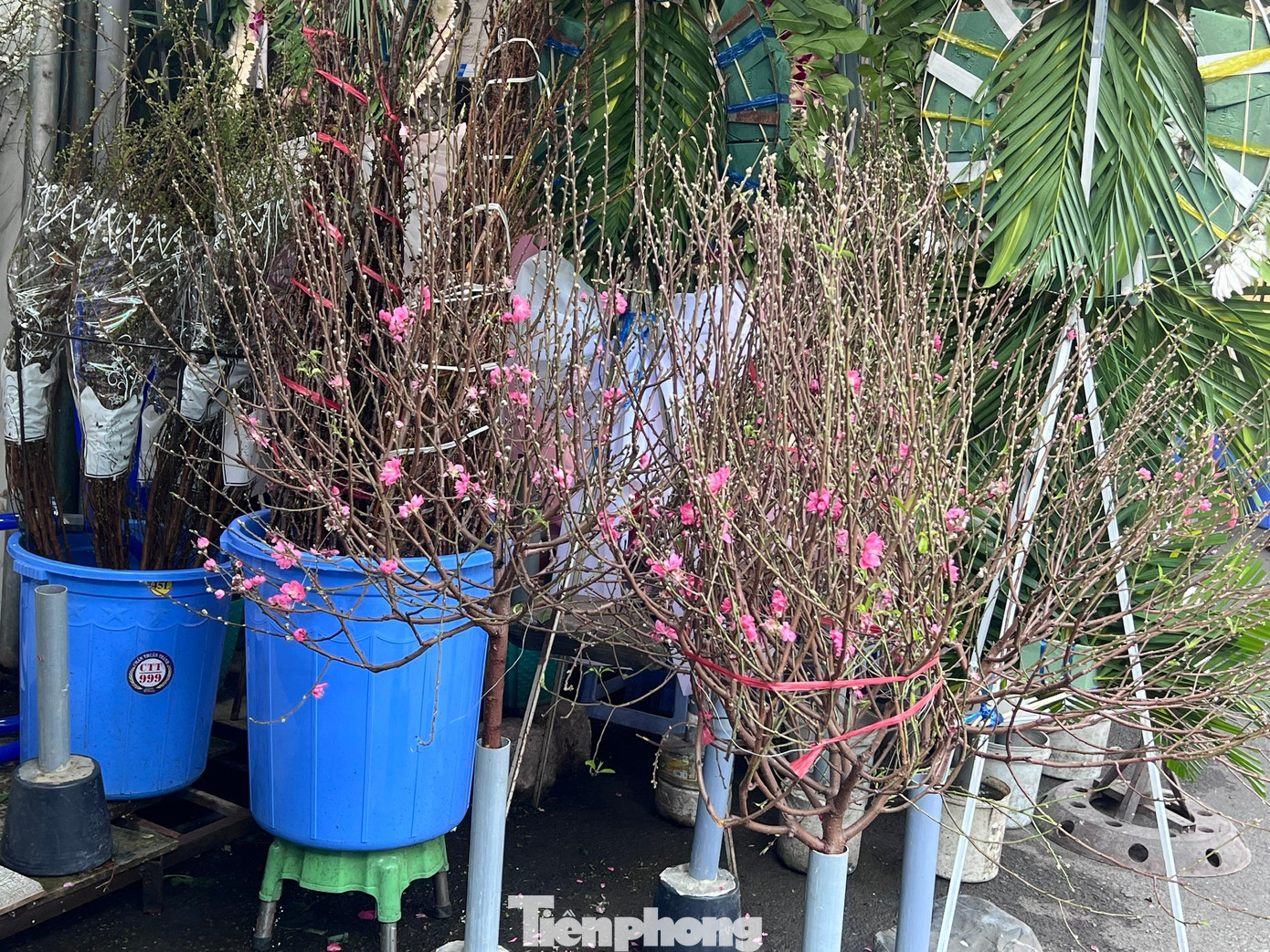 Đ&agrave;o mini đổ bộ S&agrave;i th&agrave;nh, gi&aacute; rẻ đến bất ngờ- Ảnh 11.