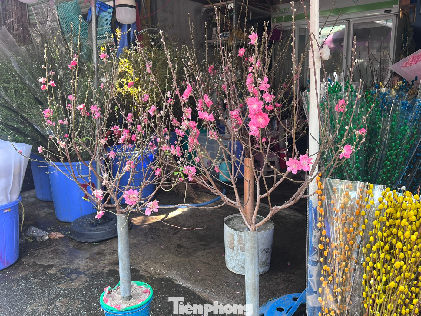 Đ&agrave;o mini đổ bộ S&agrave;i th&agrave;nh, gi&aacute; rẻ đến bất ngờ- Ảnh 10.