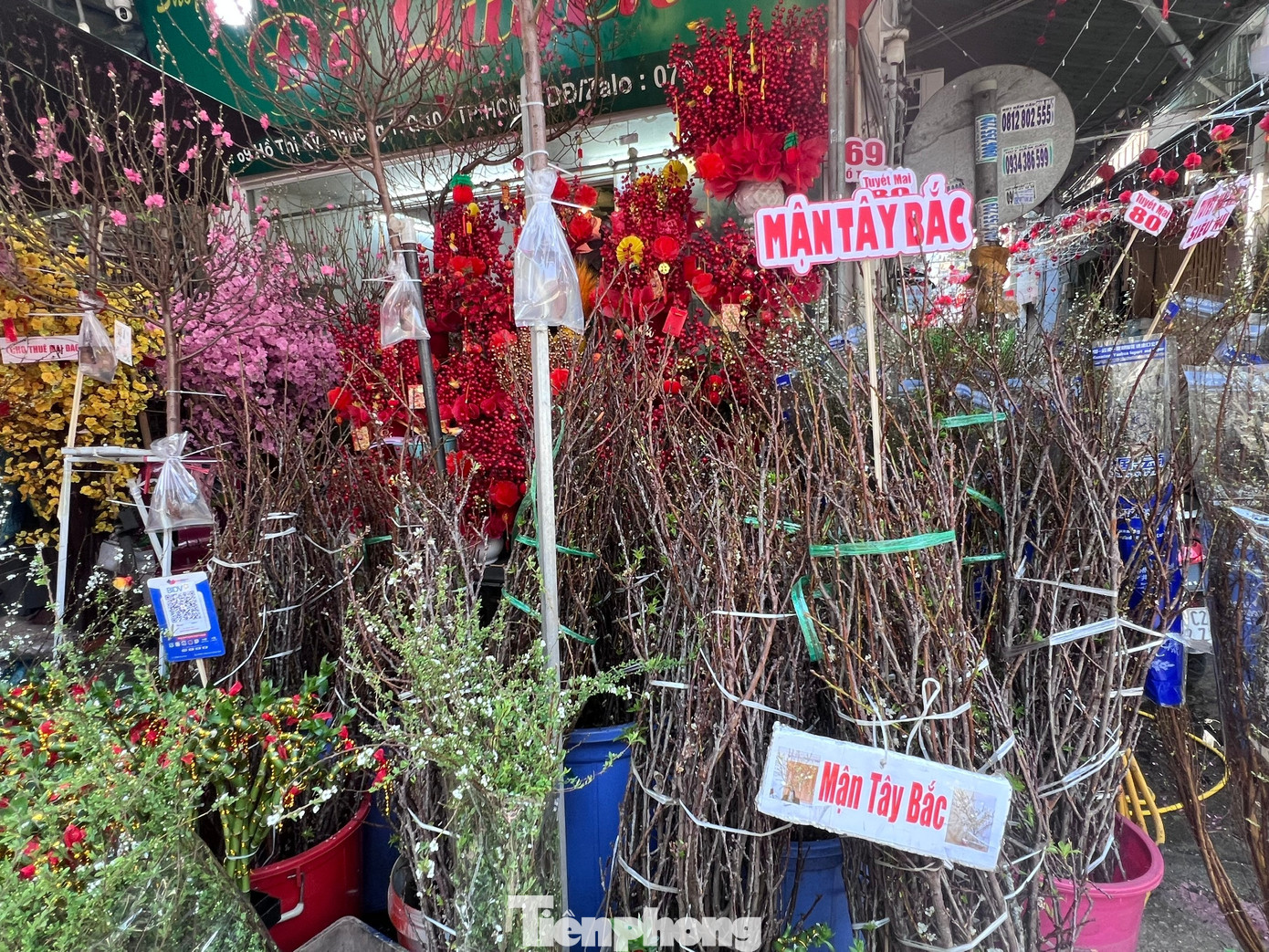 Đ&agrave;o mini đổ bộ S&agrave;i th&agrave;nh, gi&aacute; rẻ đến bất ngờ- Ảnh 5.