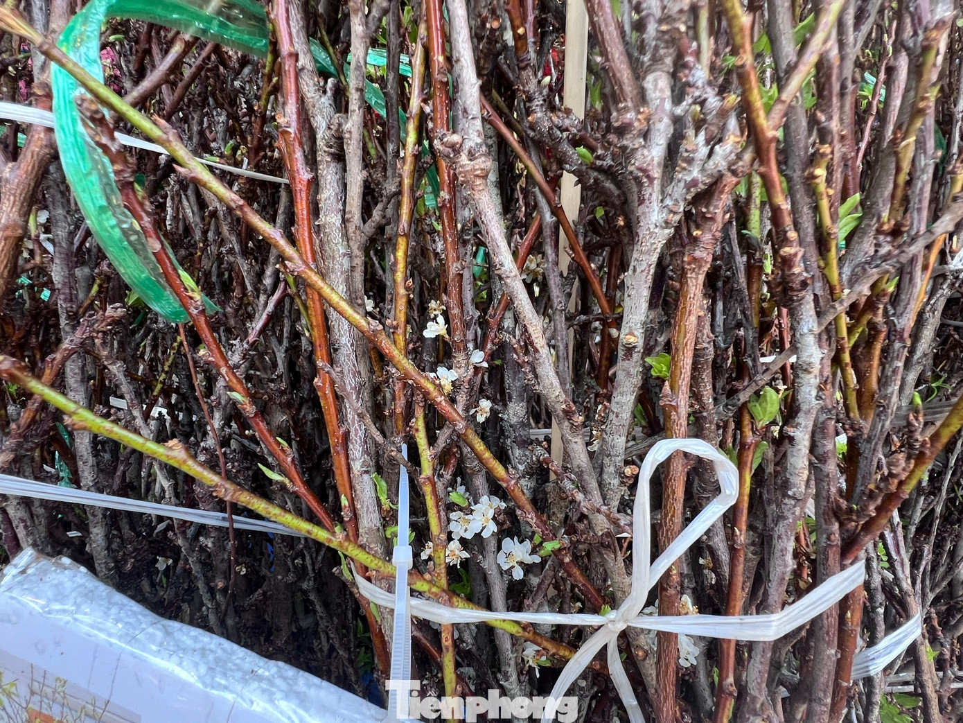 Đ&agrave;o mini đổ bộ S&agrave;i th&agrave;nh, gi&aacute; rẻ đến bất ngờ- Ảnh 7.