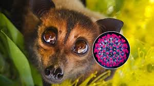 B&aacute;c sĩ bệnh viện tuyến đầu n&oacute;i thẳng về virus Nipah- Ảnh 3.