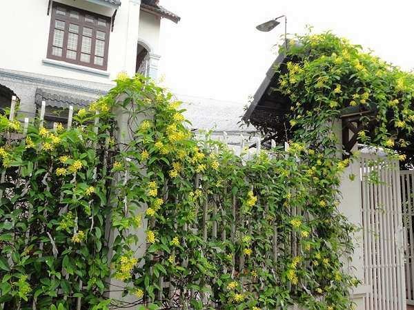 5 c&acirc;y gọi rắn v&agrave;o nh&agrave;- Ảnh 6.