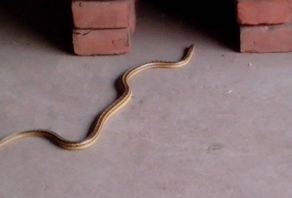 5 c&acirc;y gọi rắn v&agrave;o nh&agrave;- Ảnh 1.