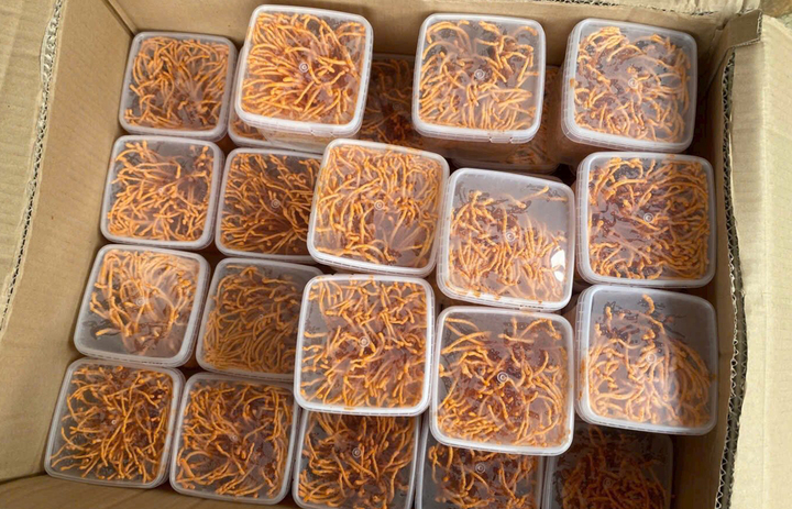 Đ&ocirc;ng tr&ugrave;ng hạ thảo 350.000 đồng/kg: Gi&aacute; rẻ bất thường, chất lượng kh&oacute; kiểm so&aacute;t- Ảnh 2.