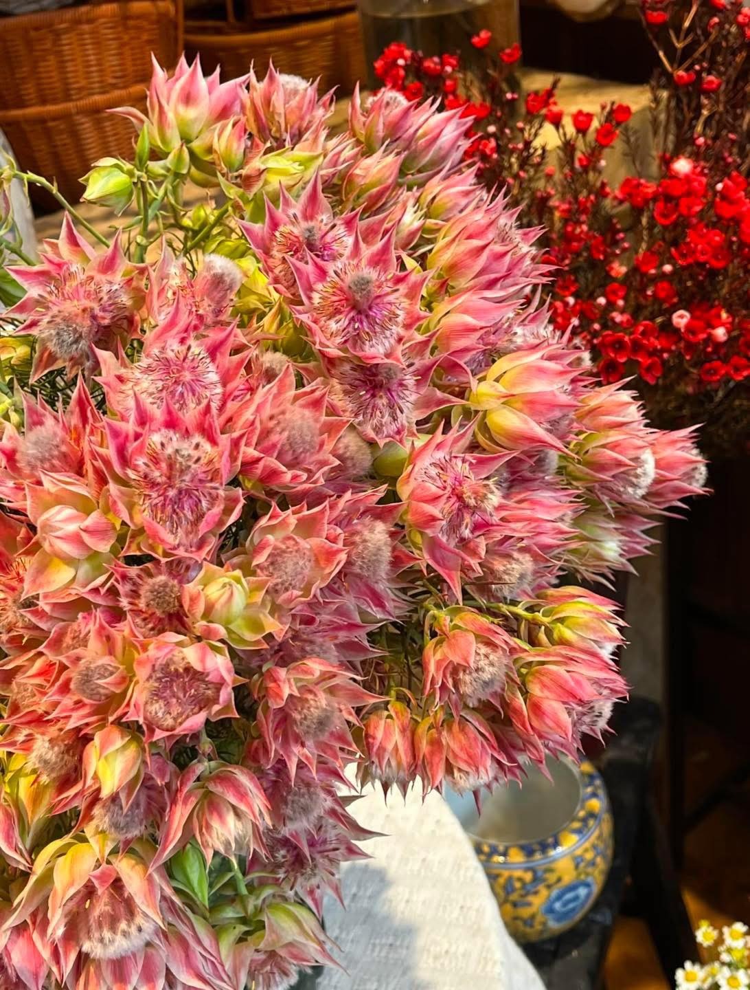 Lo&agrave;i hoa t&ecirc;n nghe bẽn lẽn như g&aacute;i đ&ocirc;i mươi, nở rộ th&agrave;nh tuyệt phẩm, bền đẹp suốt cả th&aacute;ng- Ảnh 1.