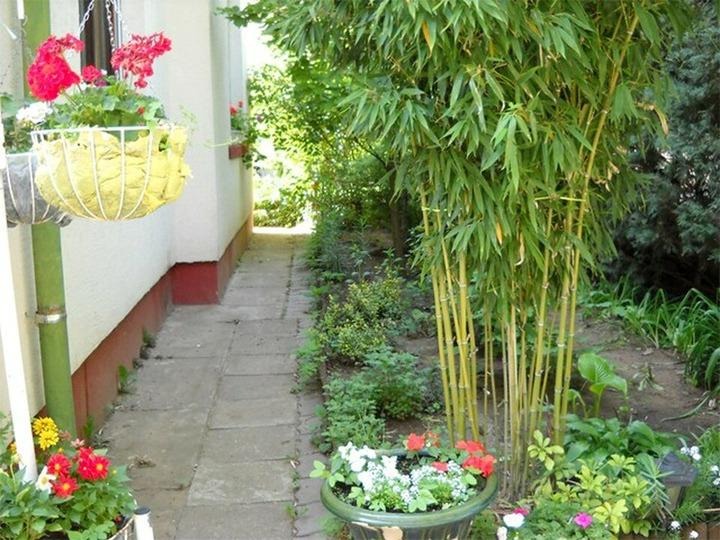 5 c&acirc;y gọi rắn v&agrave;o nh&agrave;- Ảnh 3.