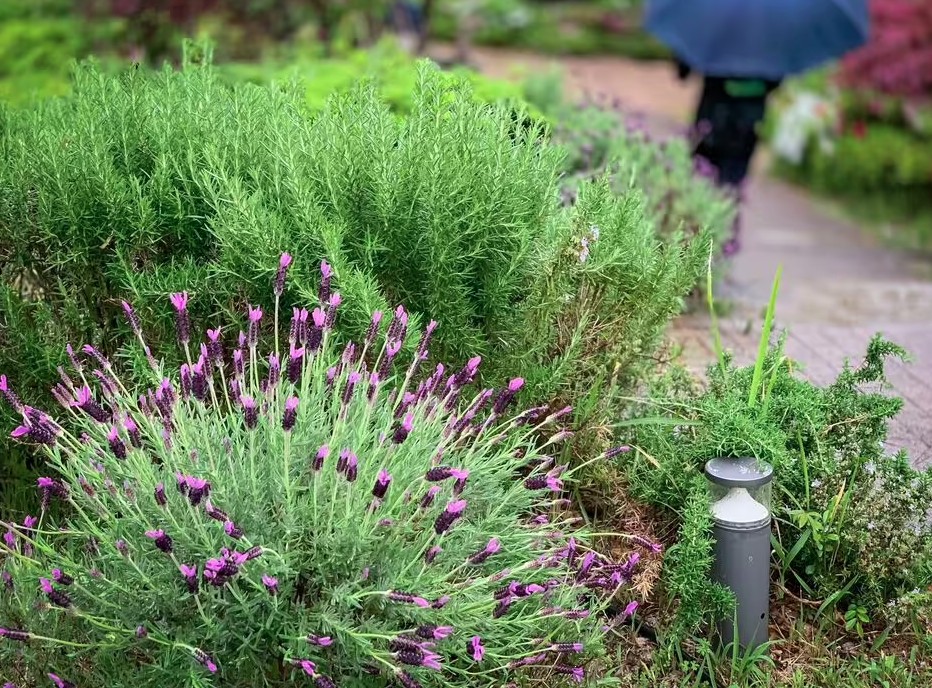 4 loại cây cần ít công chăm sóc nhất: Một khi đã bén rễ thì chẳng thèm “phiền” bạn- Ảnh 1. 4 loại cây cần ít công chăm sóc nhất: Một khi đã bén rễ thì chẳng thèm “phiền” bạn- Ảnh 1.