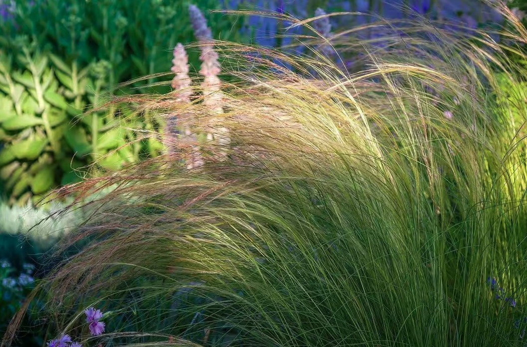 4 loại cây cần ít công chăm sóc nhất: Một khi đã bén rễ thì chẳng thèm “phiền” bạn- Ảnh 2. 4 loại cây cần ít công chăm sóc nhất: Một khi đã bén rễ thì chẳng thèm “phiền” bạn- Ảnh 2.