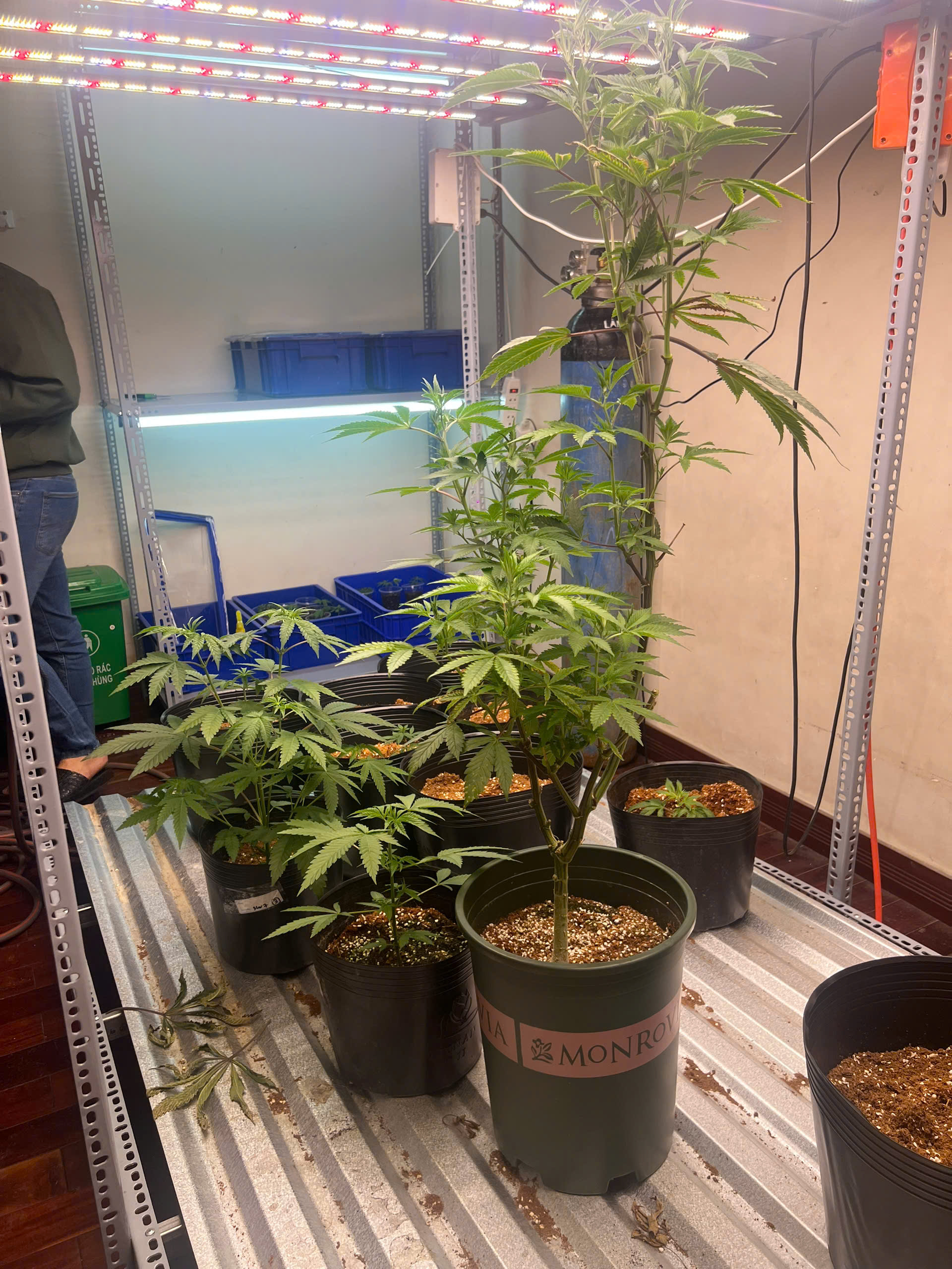 Đột k&iacute;ch ng&ocirc;i nh&agrave; số 745, bắt Đỗ Hữu Duy sinh năm 2003 trong chuy&ecirc;n &aacute;n lớn nhất- Ảnh 1.